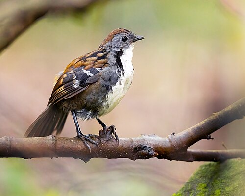 Australische stronkloper (Orthonyx temminckii)
