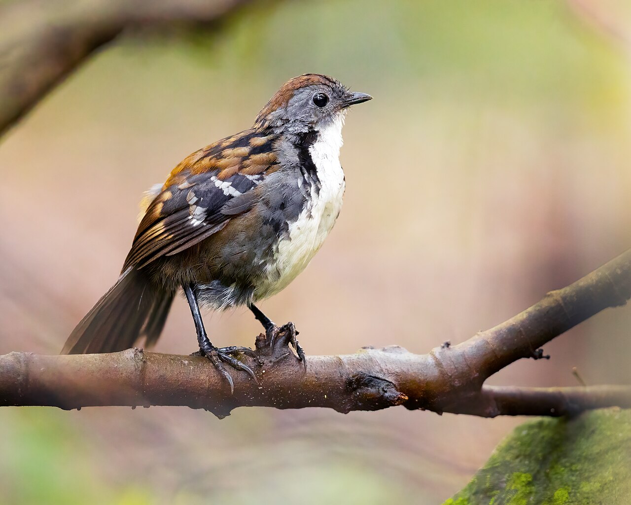 Australische stronkloper (Orthonyx temminckii)