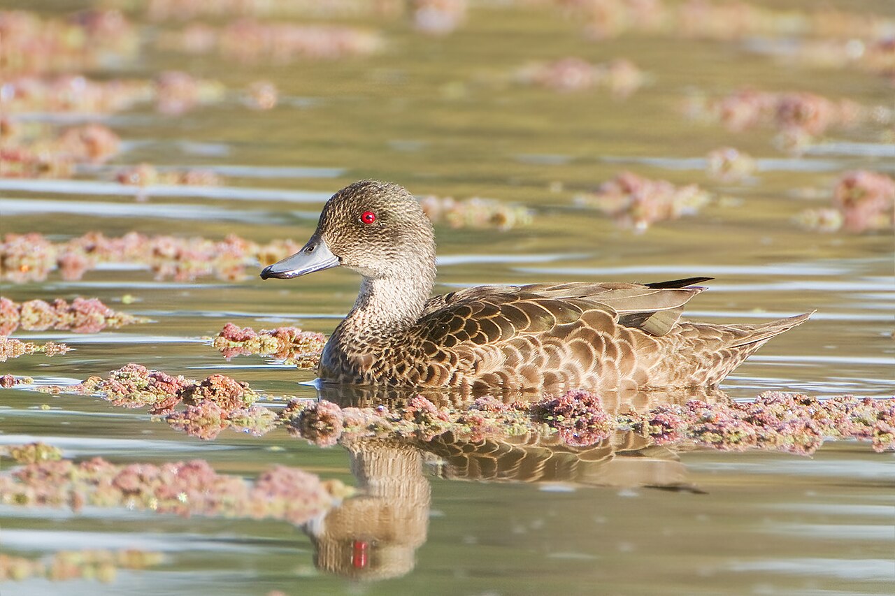 Australische taling (Anas gracilis)