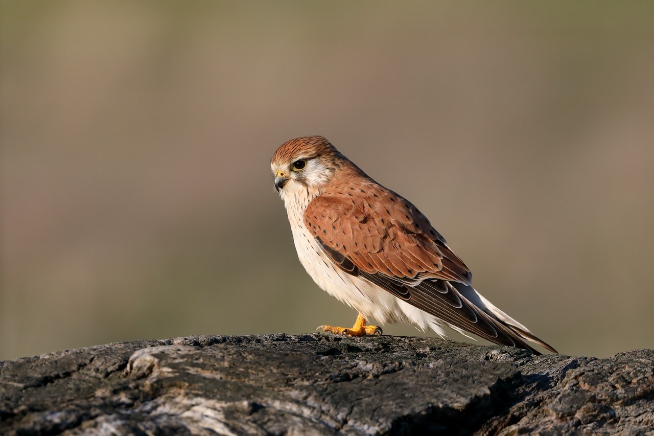 Cernícalo australiano (Falco cenchroides)