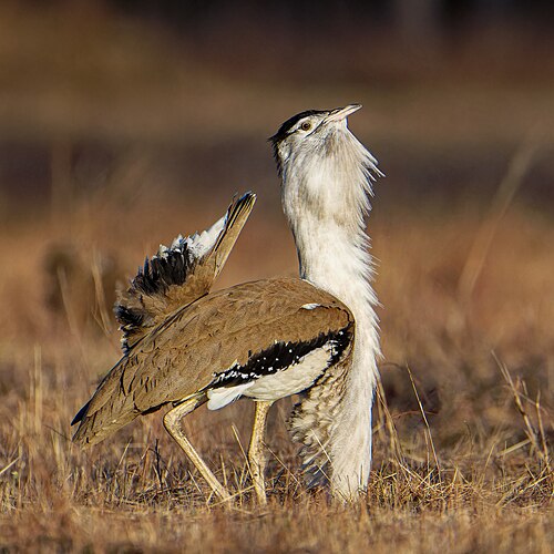 Australische trap (Ardeotis australis)