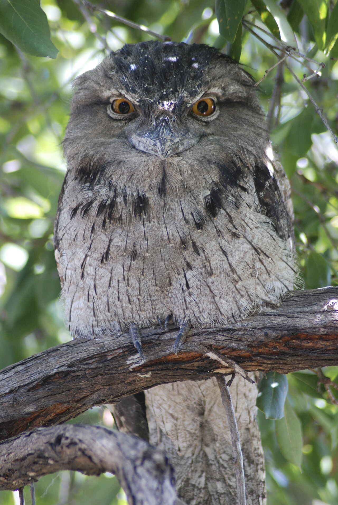 Tawny Frogmouth (Podargus strigoides)