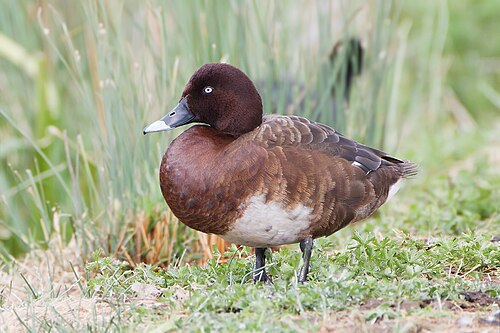 Australische witoogeend (Aythya australis)