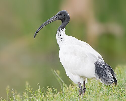 Australische witte ibis (Threskiornis molucca)