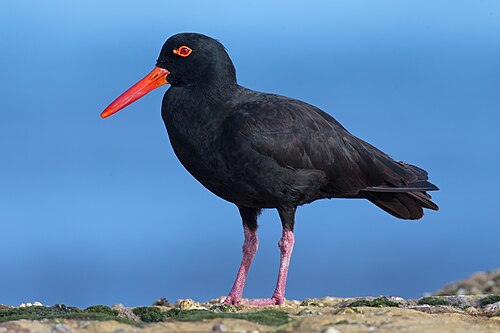 Australische zwarte scholekster (Haematopus fuliginosus)
