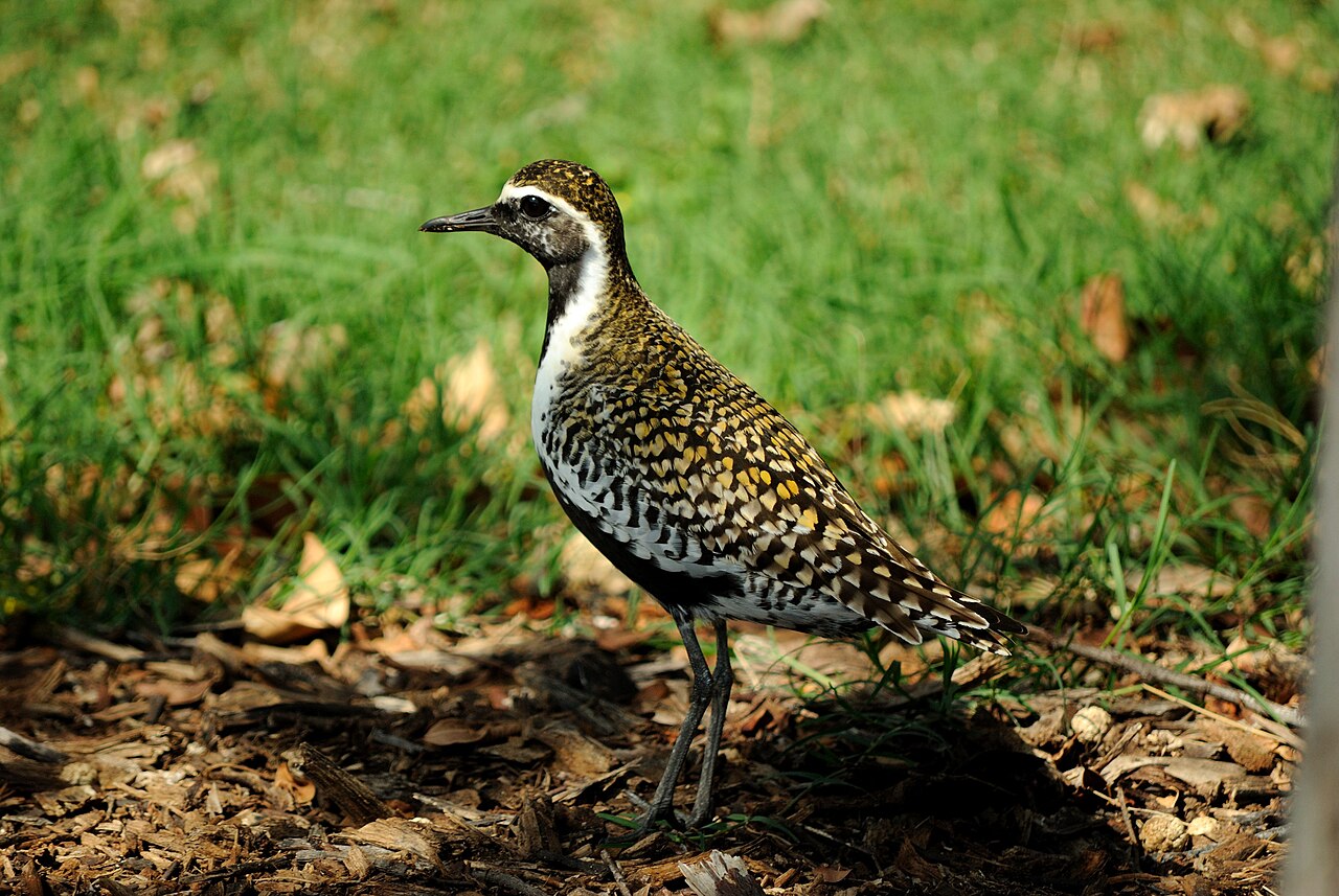 Aziatische goudplevier (Pluvialis fulva)