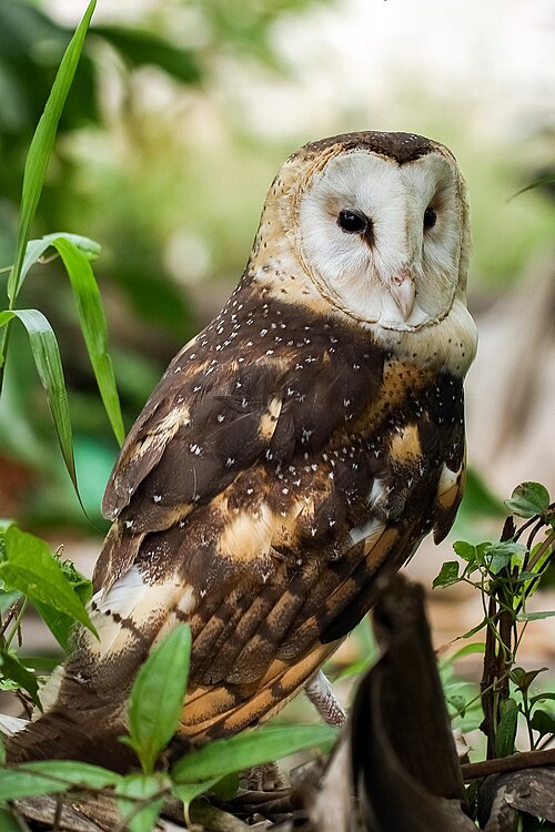 Aziatische grasuil (Tyto longimembris)
