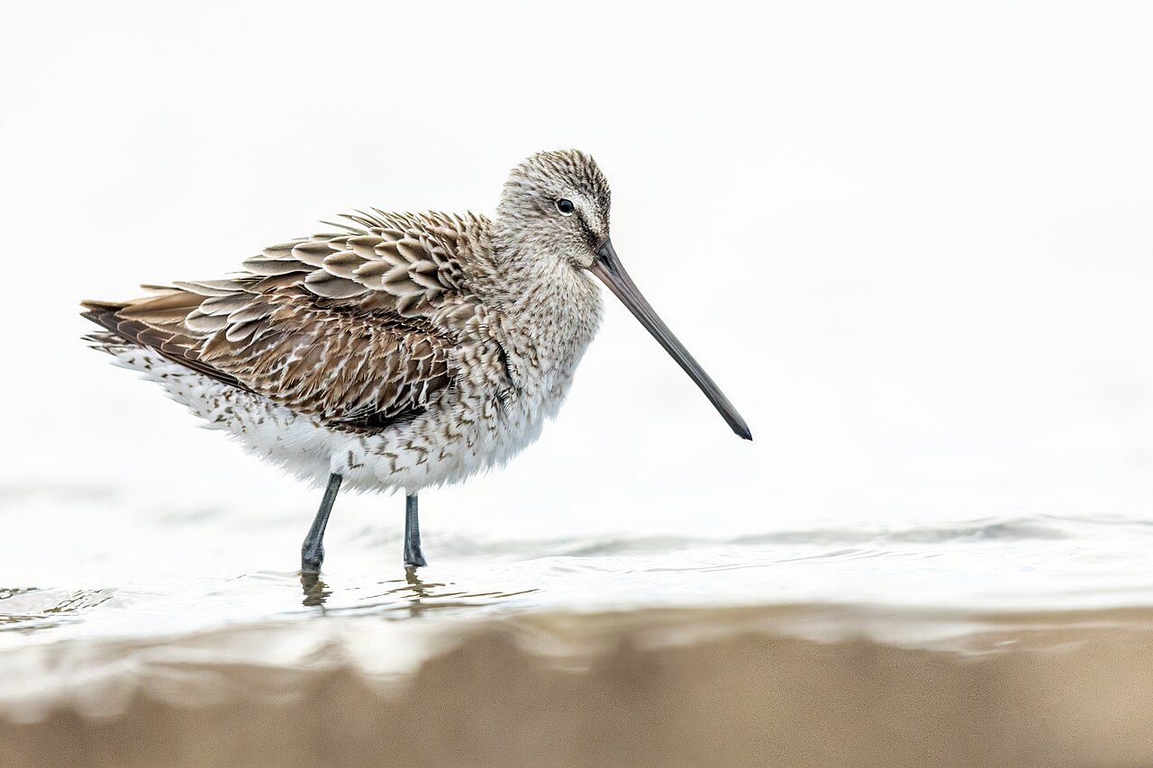Agujeta asiática (Limnodromus semipalmatus)