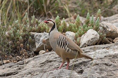 Aziatische steenpatrijs (Alectoris chukar)