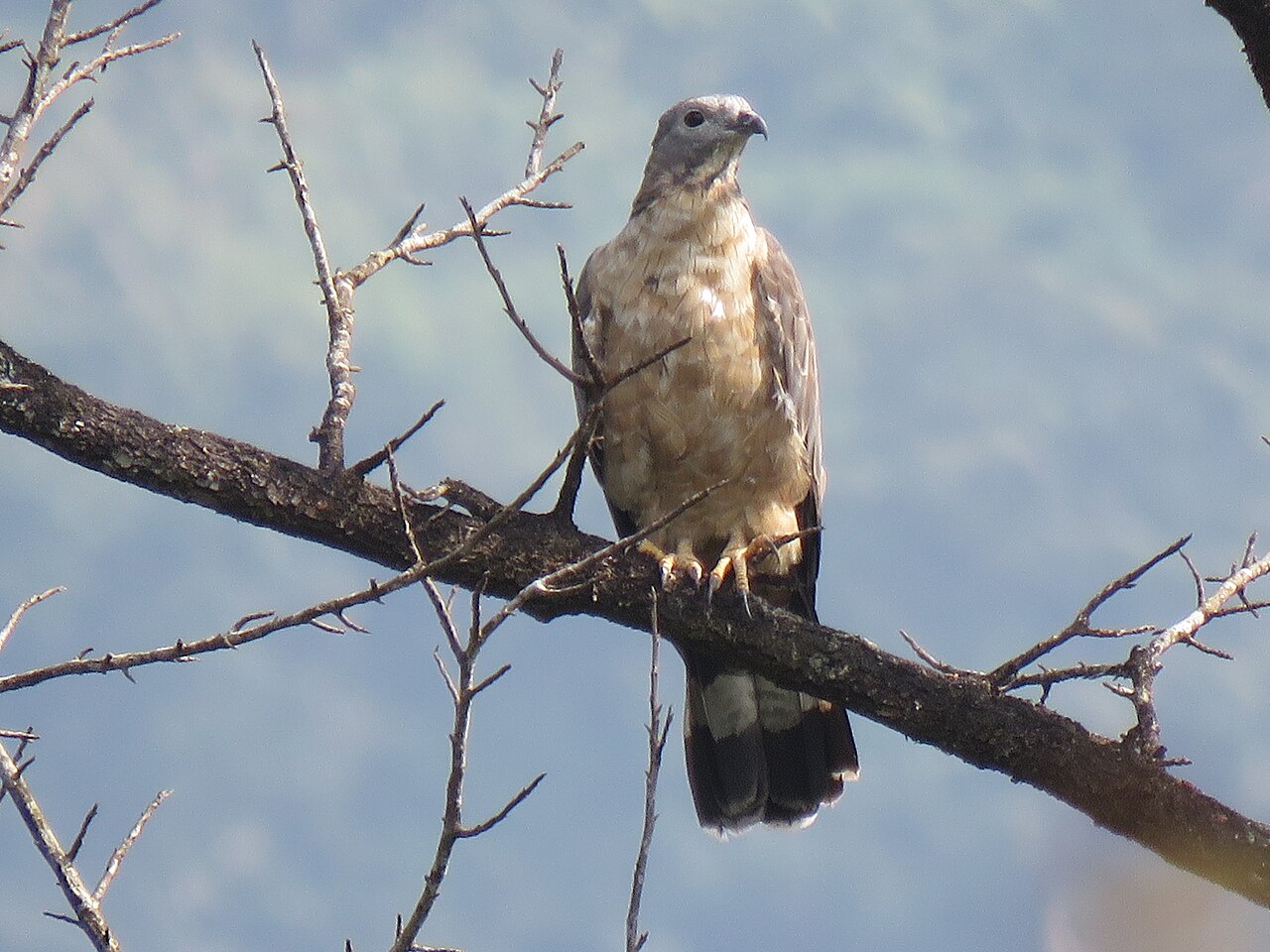 Abejero oriental (Pernis ptilorhynchus)