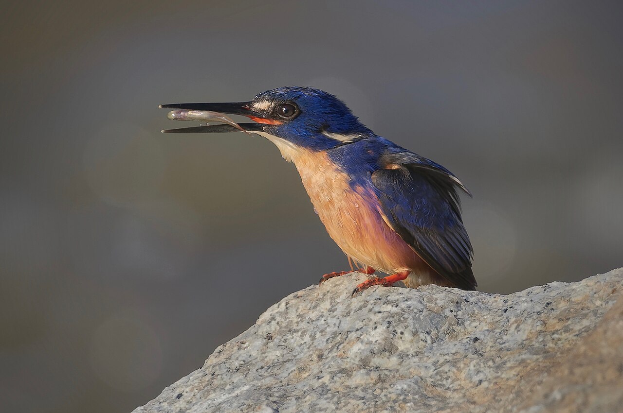 Azuurijsvogel (Ceyx azureus)