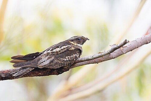 Baardnachtzwaluw (Eurostopodus mystacalis)
