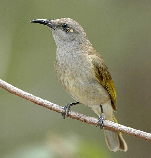 Balinese honingeter (Lichmera indistincta)