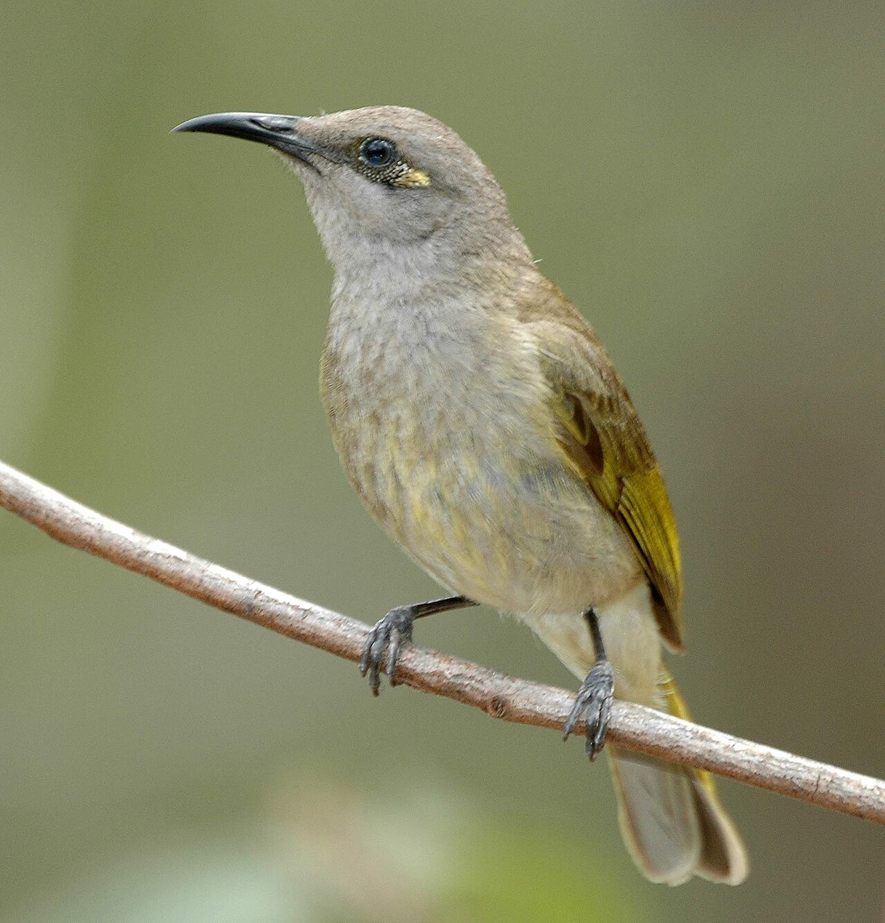 Mielero pardo (Lichmera indistincta)