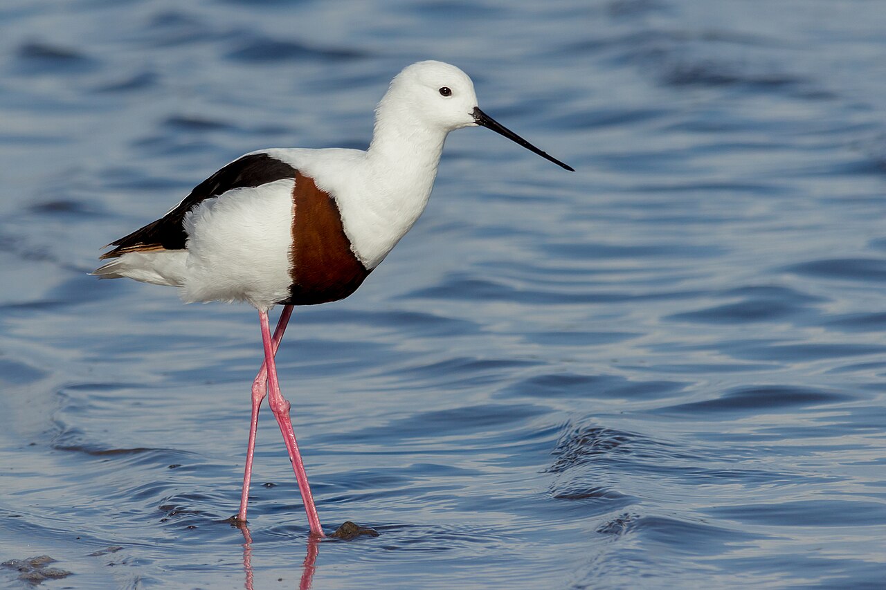 Banded Stilt (Cladorhynchus leucocephalus)