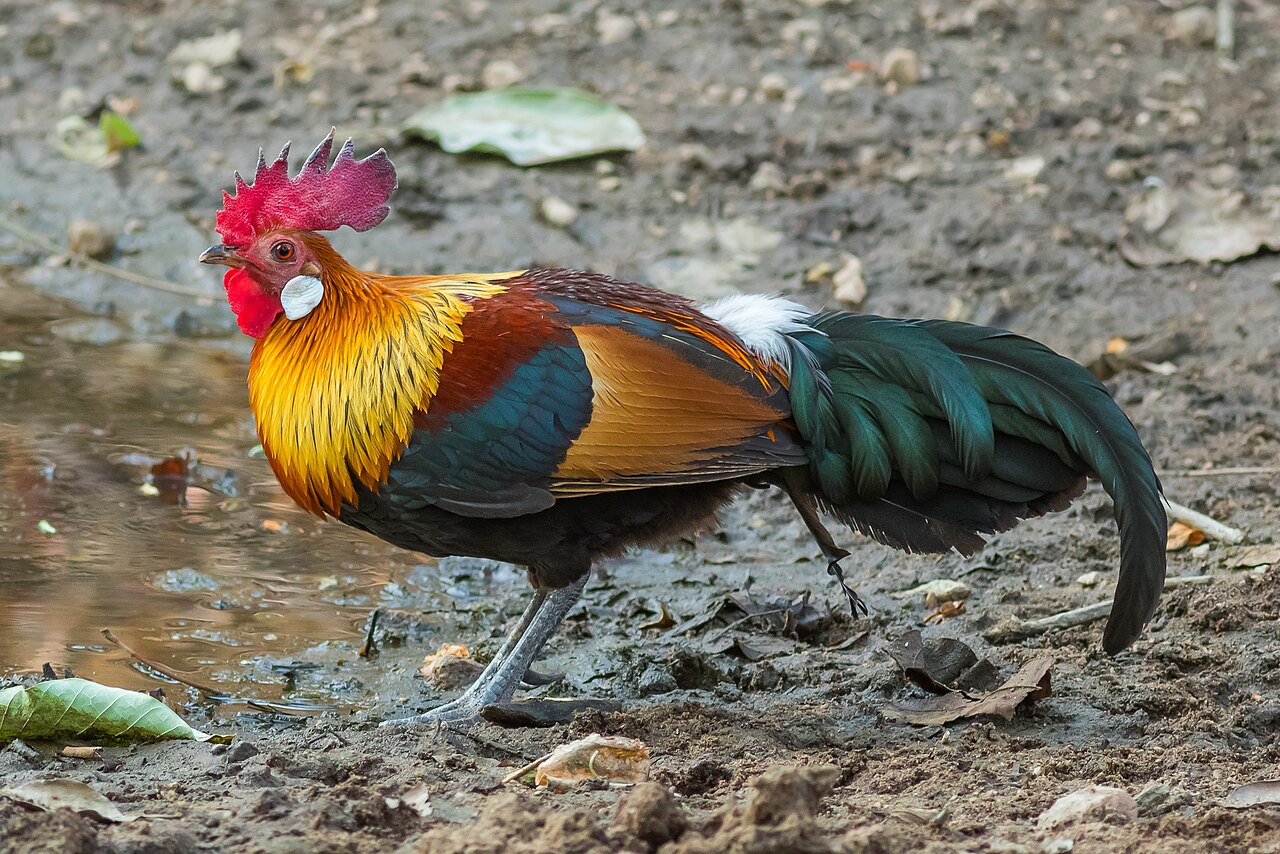 Gallina silvestre (Gallus gallus)