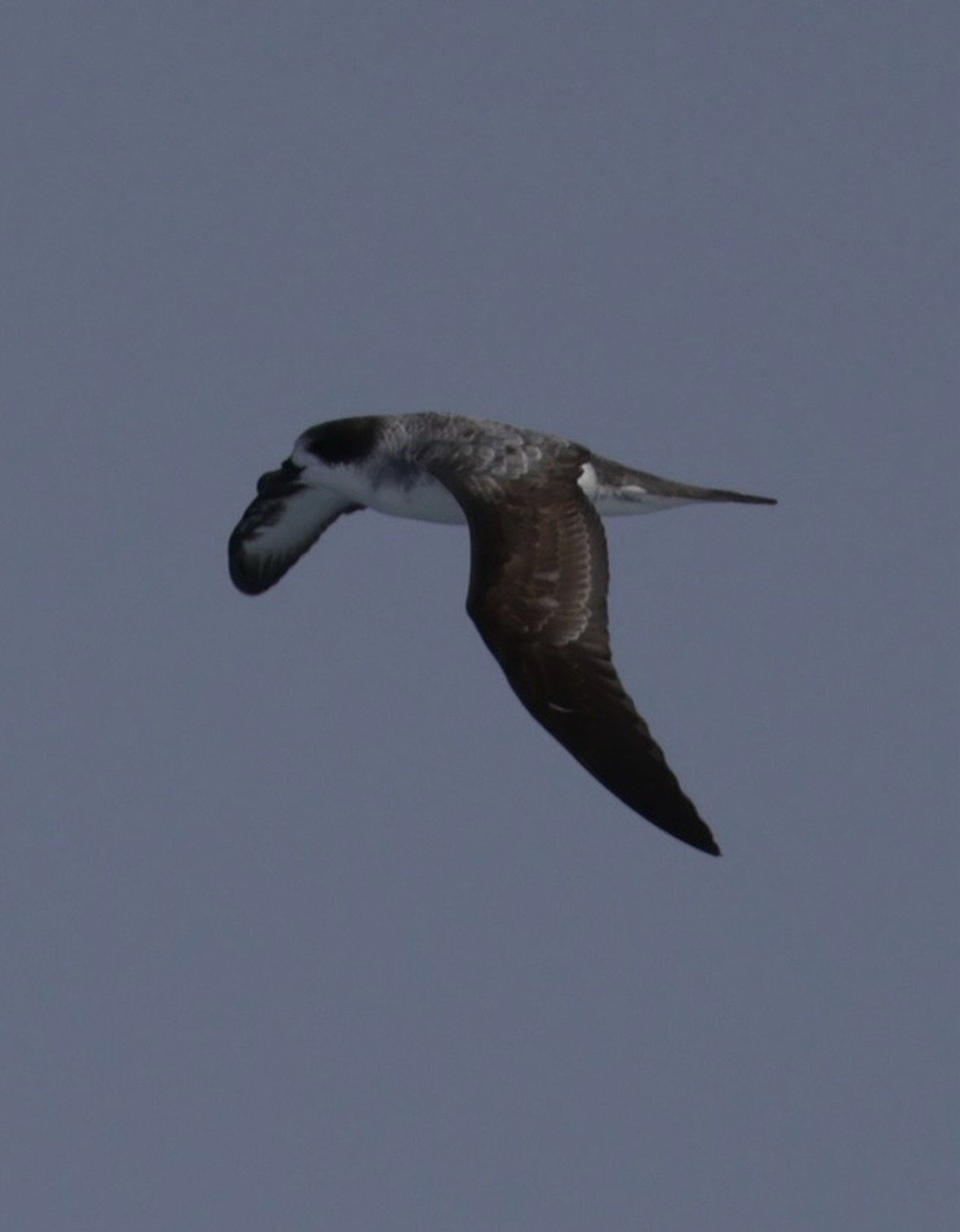 Petrel de Barau (Pterodroma baraui)