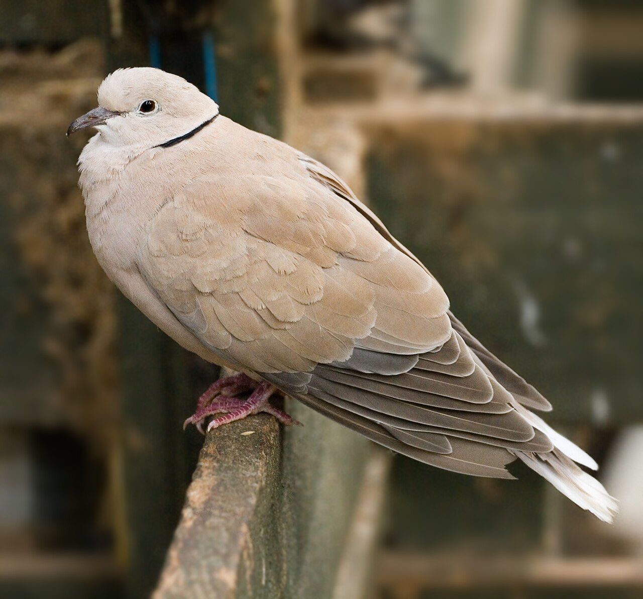 African Collared Dove (Streptopelia roseogrisea)