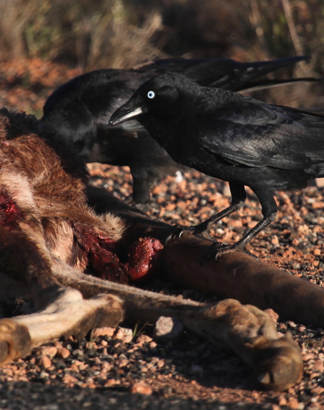 Little Crow (Corvus bennetti)