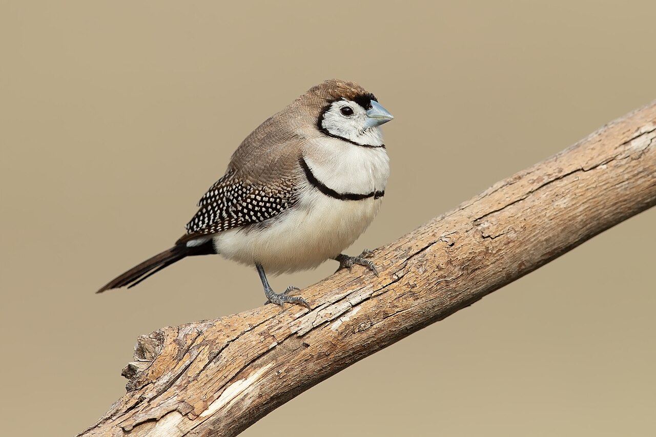 Double-barred Finch (Stizoptera bichenovii)