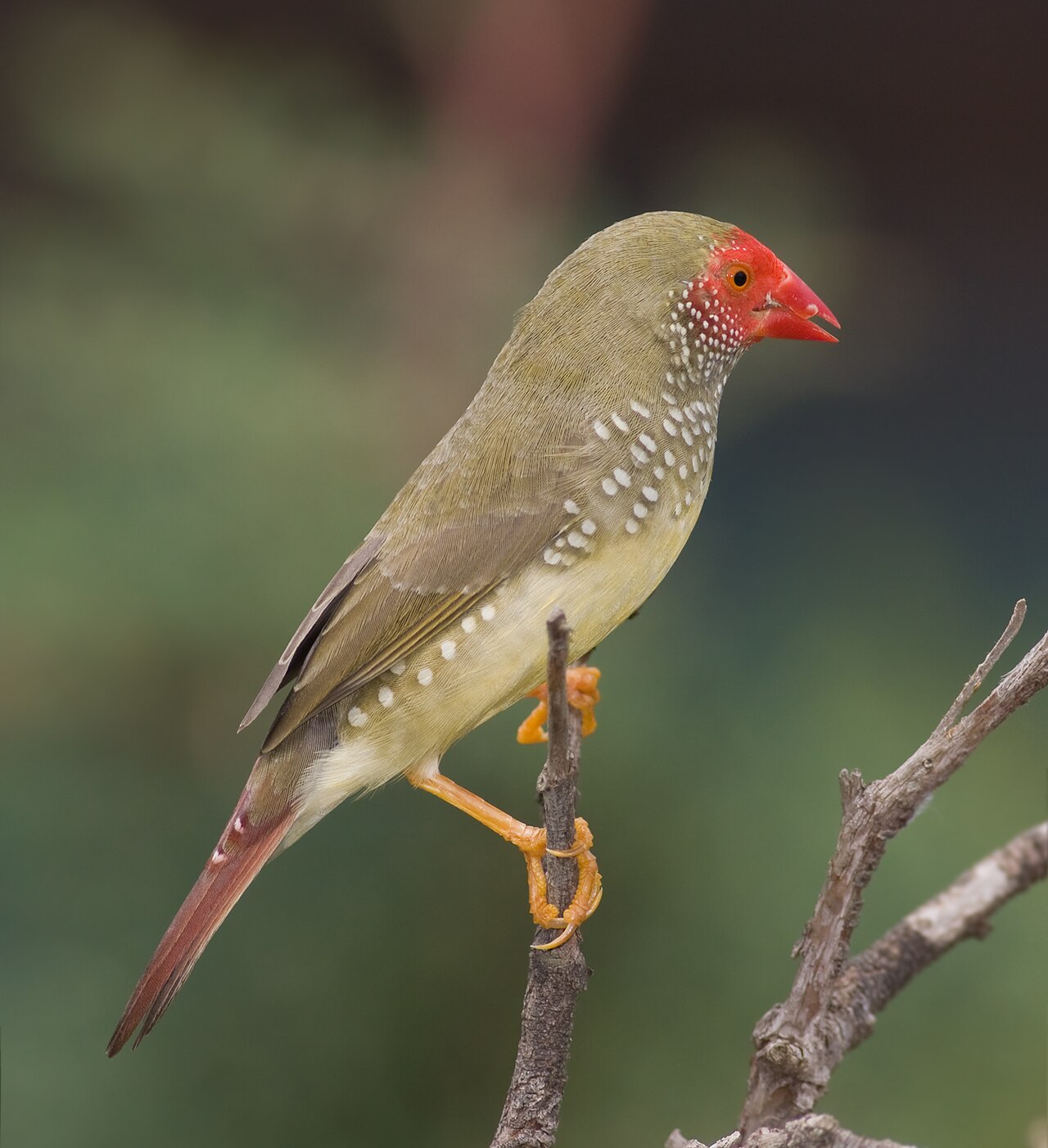 Binsenastrild (Emblema ruficauda)