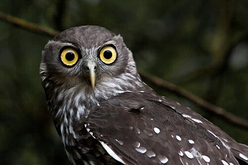 Blafuil (Ninox connivens)