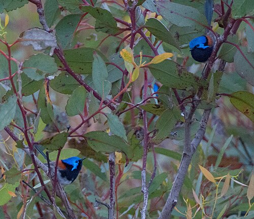 Blauwborstelfje (Malurus pulcherrimus)
