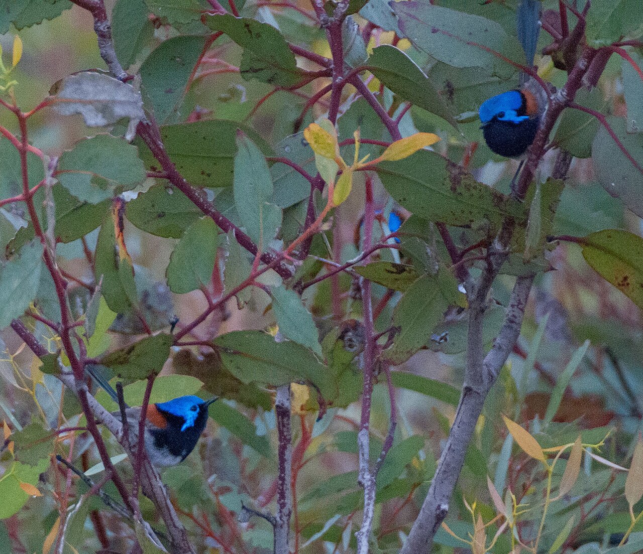 Blauwborstelfje (Malurus pulcherrimus)
