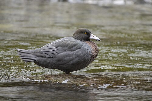 Blauwe eend (Hymenolaimus malacorhynchos)