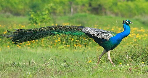 Blauwe pauw (Pavo cristatus)