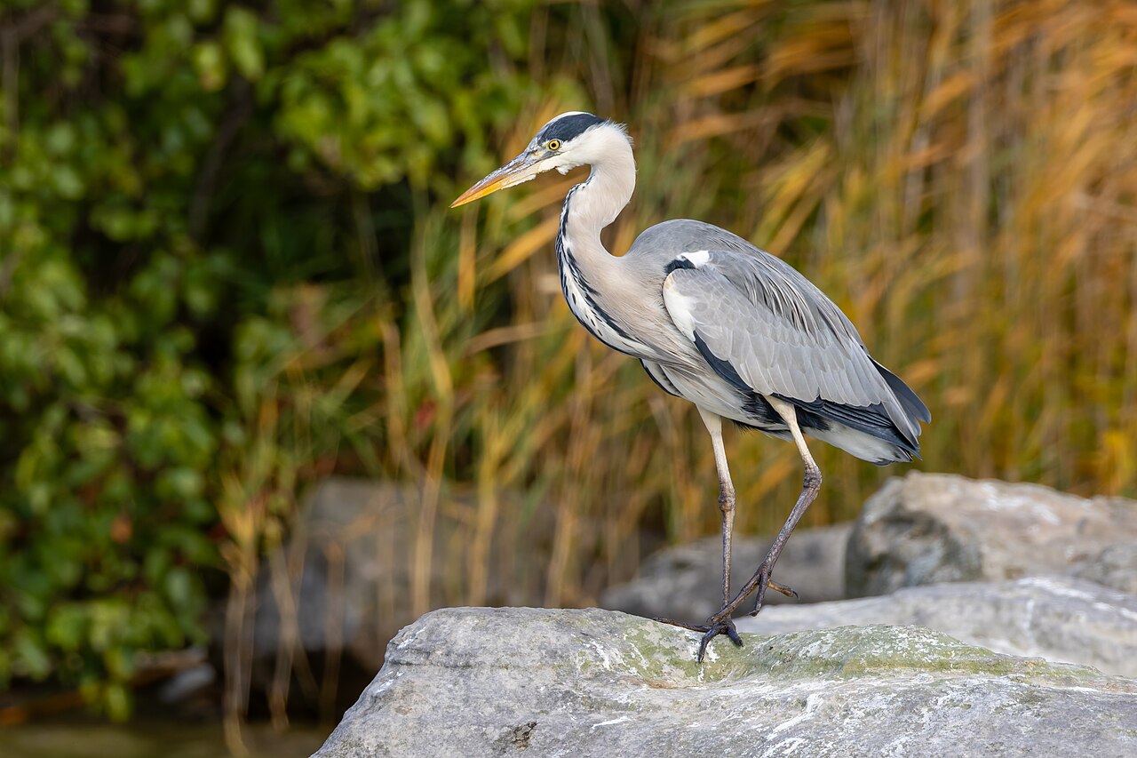 Blauwe reiger (Ardea cinerea)