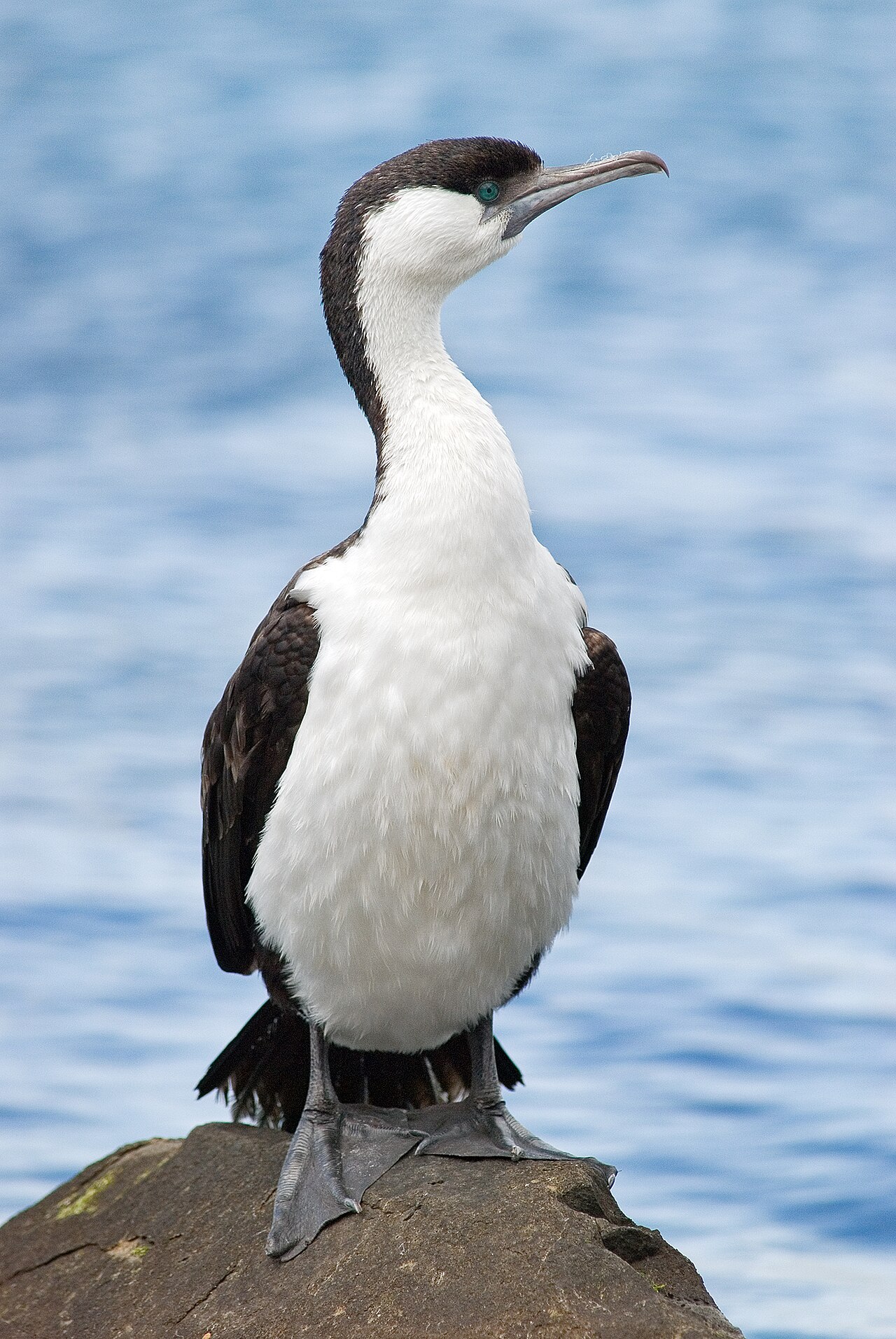 Blauwmaskeraalscholver (Phalacrocorax fuscescens)