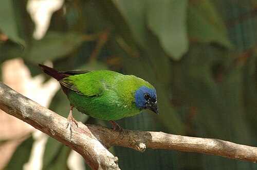 Blauwmaskerpapegaaiamadine (Erythrura trichroa)
