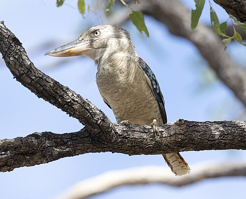 Blauwvleugelkookaburra (Dacelo leachii)