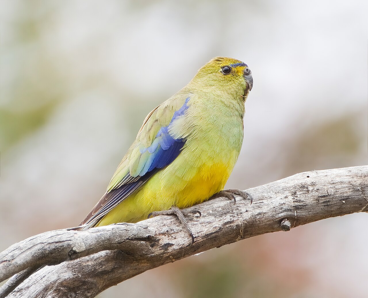 Blue-winged Parrot (Neophema chrysostoma)