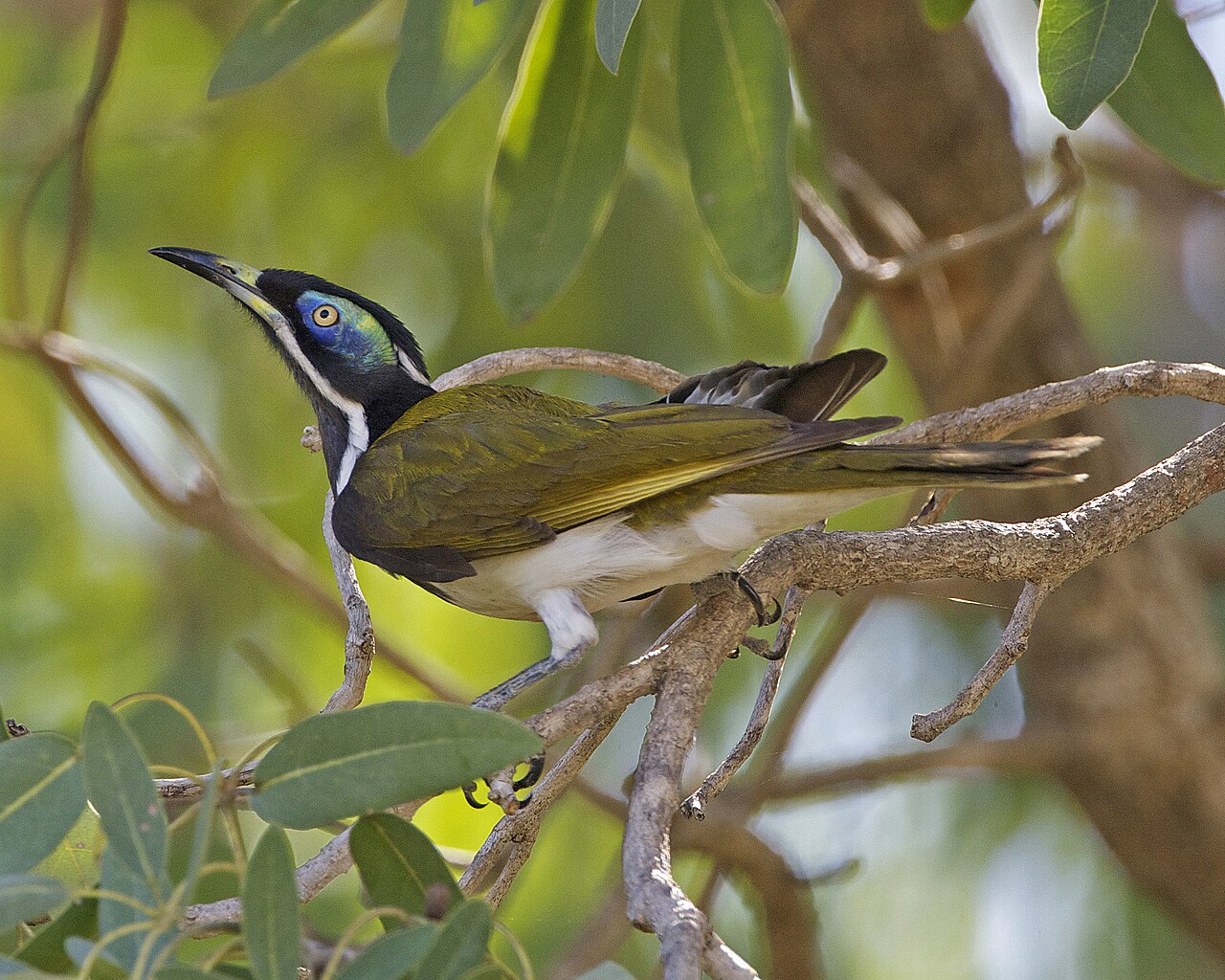 Blue-faced Honeyeater (Entomyzon cyanotis)