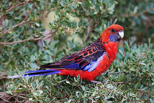 Blauwwangrosella (Platycercus elegans)