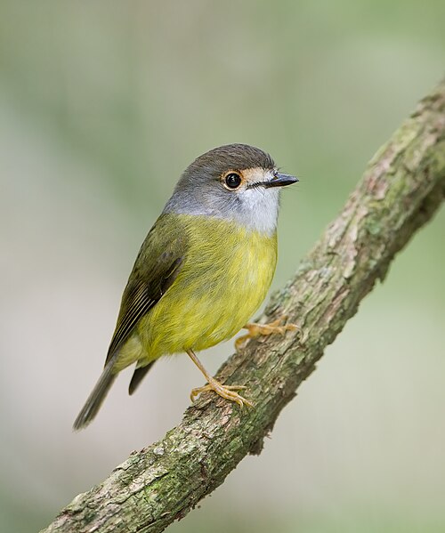 Bleekgele vliegenvanger (Eopsaltria capito)