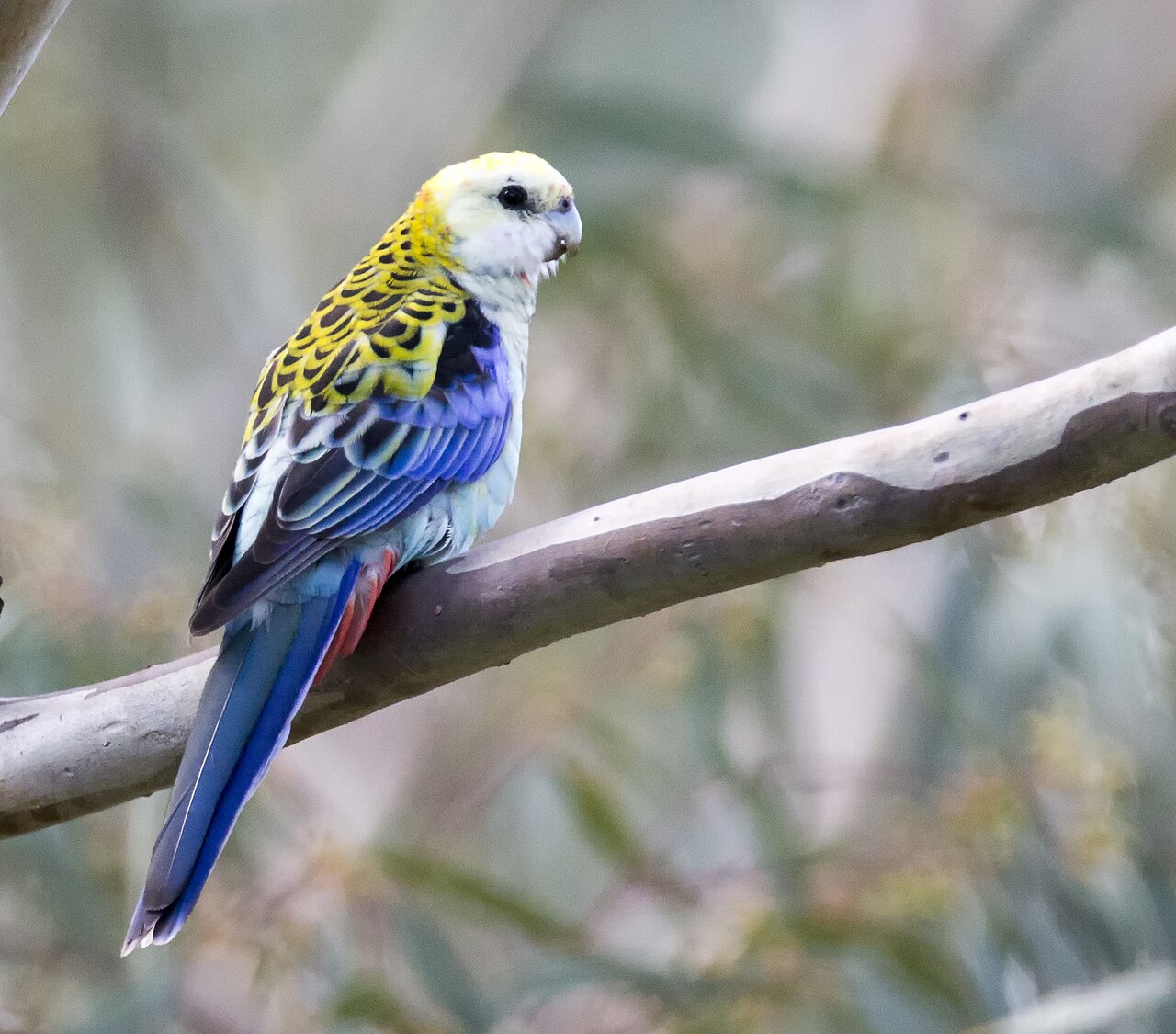 Pale-headed Rosella (Platycercus adscitus)