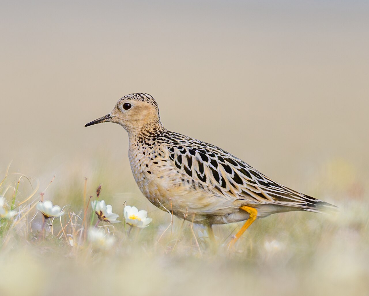 Blonde ruiter (Calidris subruficollis)