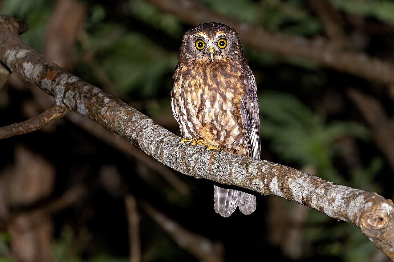 Morepork (Ninox novaeseelandiae)