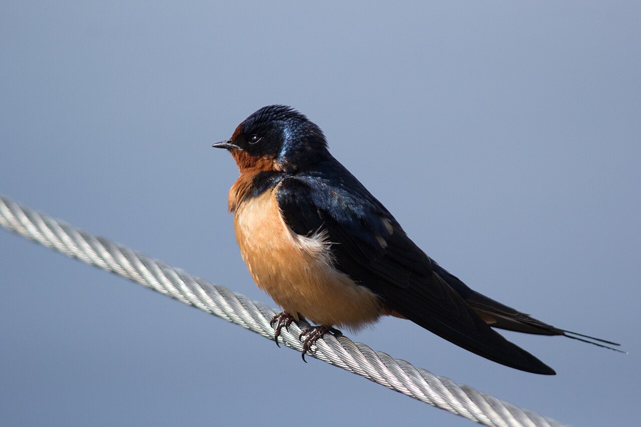 Barn Swallow (Hirundo rustica)