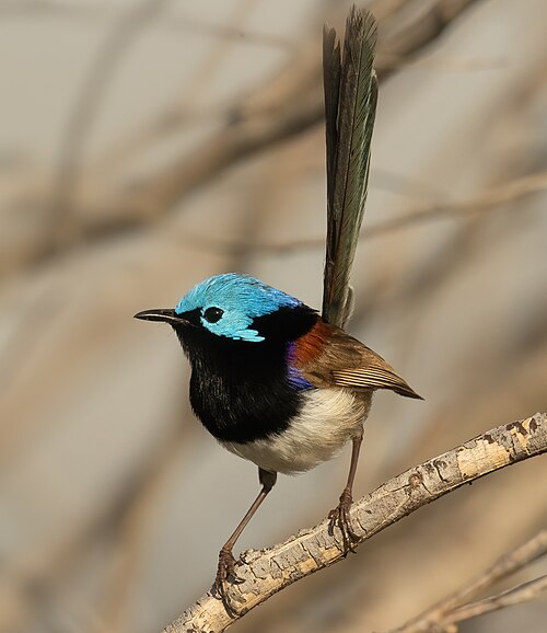 Bont elfje (Malurus lamberti)