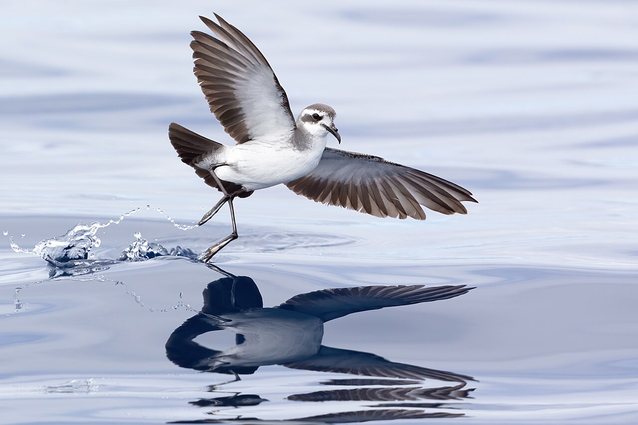 Bont stormvogeltje (Pelagodroma marina)