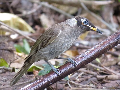 Bontbekhoningeter (Bolemoreus frenatus)