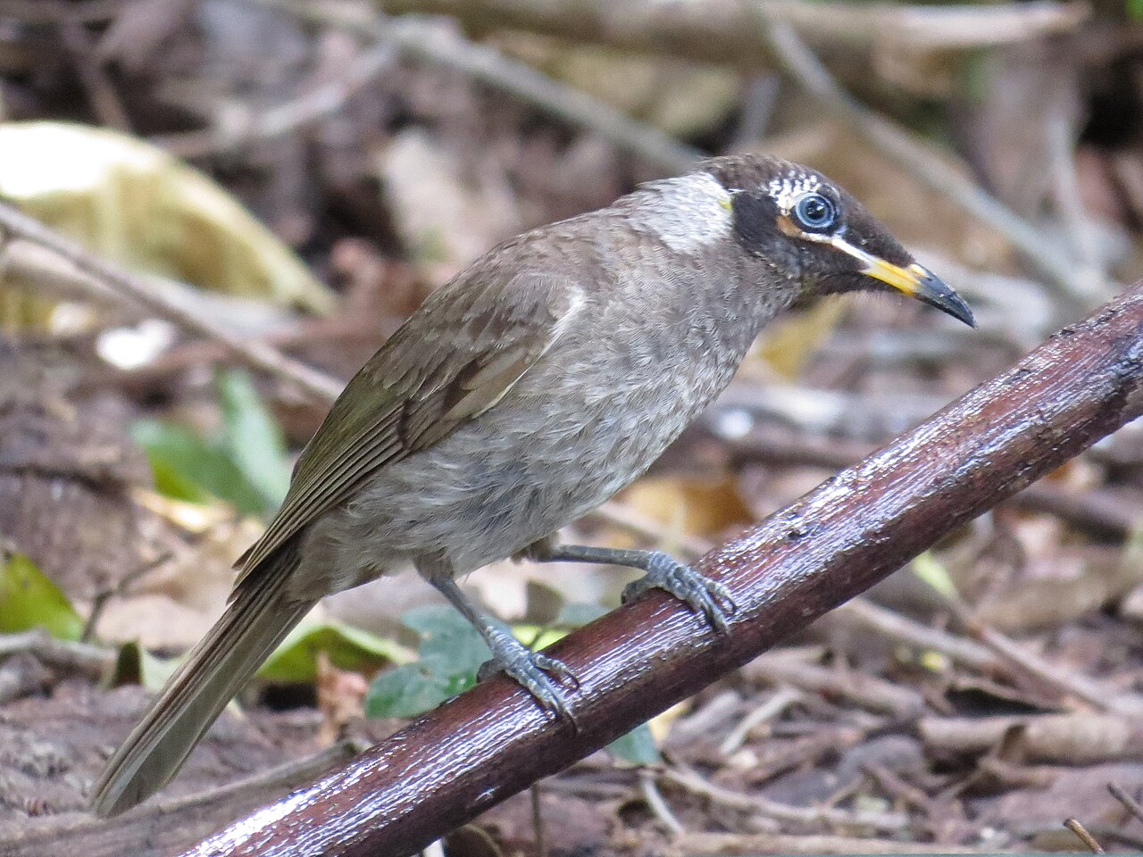 Bontbekhoningeter (Bolemoreus frenatus)
