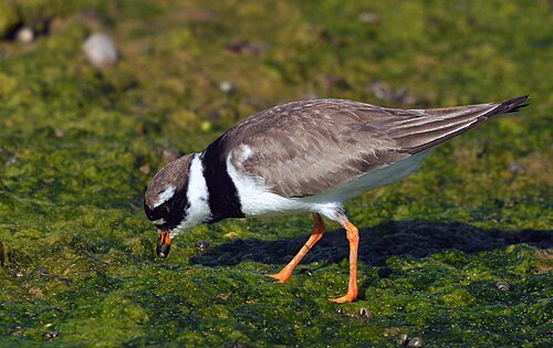 Bontbekplevier (Charadrius hiaticula)