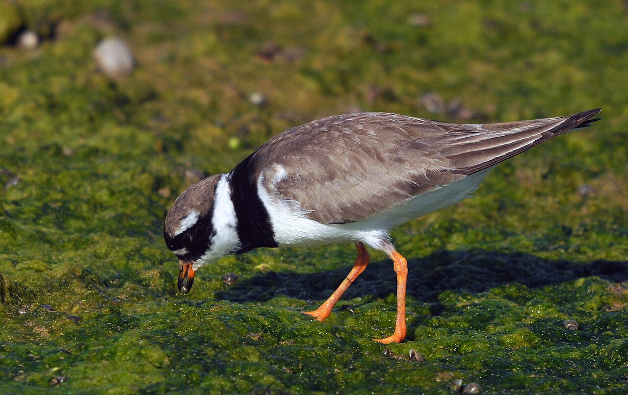 Bontbekplevier (Charadrius hiaticula)