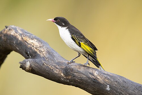 Bonte honingeter (Grantiella picta)