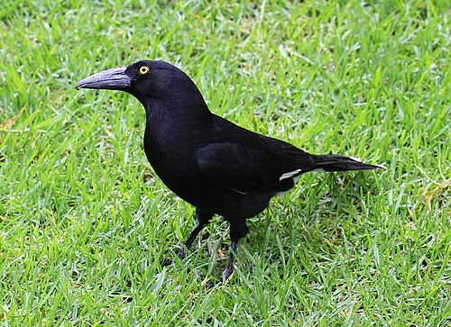 Bonte klauwierkraai (Strepera graculina)